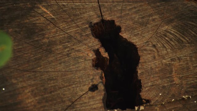 【固定】アリと切り株