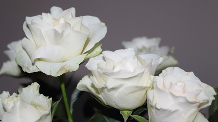 Beautiful flower of a nice color and a pleasant color