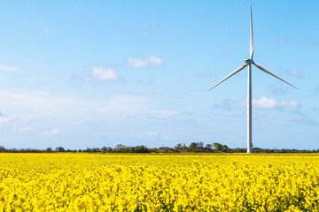 wind turbines in the rape seed field
