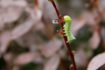 Grüne Raupe am Zweig