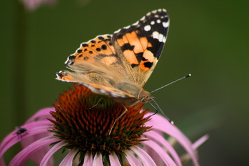 Blüte mit Schmetterling 