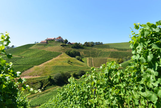 Burg Staufenberg in Durbach - Ortenaukreis / Baden-W&uuml;rttemberg