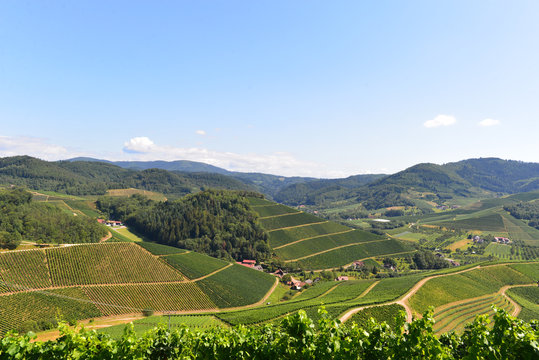 Durbach im Ortenaukreis / Baden-W&uuml;rttemberg