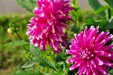 《国際ダリア園》秋田県秋田市