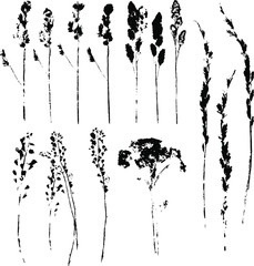 Vector set with black silhouettes of different herbs . Isolated on white.