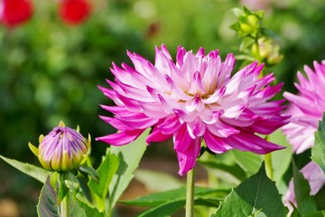 Obraz premium 《国際ダリア園》秋田県秋田市