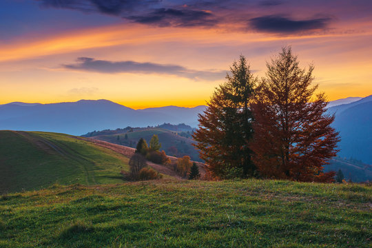 mountain countryside at dusk. beautiful autumn scenery. trees along the path through hilly rural area. carpathian borzhava ridge beneath a glowing golden sky with clouds in the distance