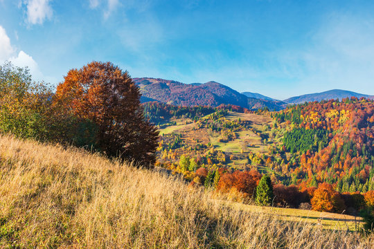 mountain countryside in evening light.  beautiful autumn scenery. trees in fall foliage. dry sunny weather. weathered grass on the meadow. ridge beneath a blue sky in the distance