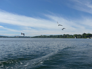 group of seagulls on sea lake waves from boat