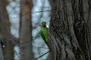parrot on the tree