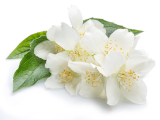Fototapeta na wymiar Blooming jasmine flowers isolated on white.