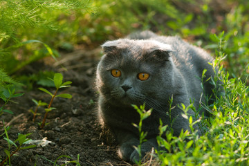 Naklejka na ściany i meble Scottish fold cat. Lilac-coated Scottish Fold male cat in the grass