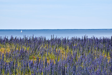 Fototapeta premium Sailing in blue water with blossom blueweed by the coast