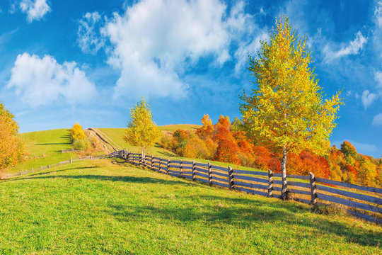 rural area in mountains. beautiful autumn weather on a sunny day. wooden fence along the country road uphill. trees in fall foliage. blue sky with clouds
