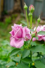 Pink rose in the garden with buds in greenery