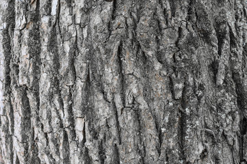 tree bark. background. close up. texture, pattern, wooden, closeup. Fragment of tree trunk with bark.