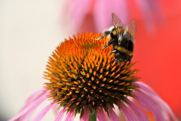 Biene beim Pollen sammeln 