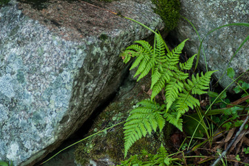 closeup of fern leaves and rocks in the forest