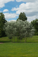 Small tree in the meadow with forest background