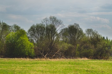 Green field and the forest nature background