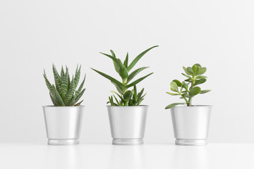 Différents types de cactus et une plante succulente dans des pots sur un tableau blanc.