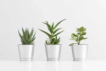 Photo sur Plexiglas Cactus Différents types de cactus et une plante succulente dans des pots sur un tableau blanc.
