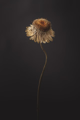Minimale gedroogde bloem geïsoleerd donkere achtergrond