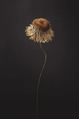Fototapete Schwarz Minimale getrocknete Blume lokalisierter dunkler Hintergrund