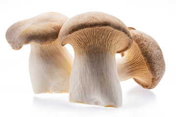 King oyster mushrooms isolated on white background.