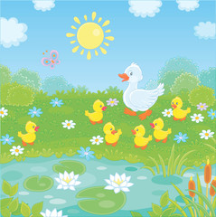 Obraz na płótnie Canvas White duck with her little yellow ducklings walking on green grass among flowers near a small pond with water lilies of a summer meadow on a sunny day, vector illustration in a cartoon style