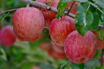 《青森の林檎》青森県弘前市