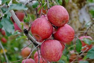 《青森の林檎》青森県弘前市