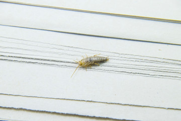 Insect feeding on paper - silverfish