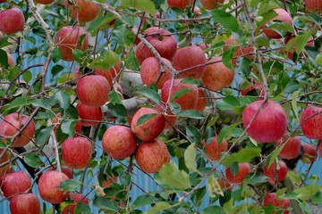 《青森の林檎》青森県弘前市