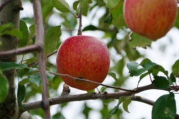 《青森の林檎》青森県弘前市