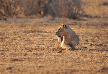 Lion in Kenya