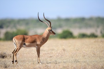 Naklejka na ściany i meble Impala in Kenya