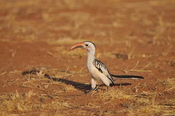 Yellow billed hornbill in Kenya
