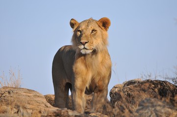 Young male lion in Kenya