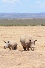 Rhino family in Kenya