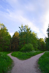 Forest landscape. The path in the forest is divided into two paths