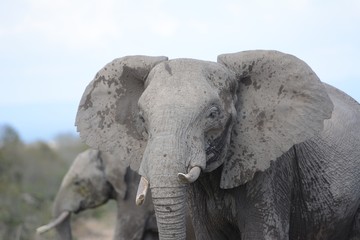 Fototapeta na wymiar elephant in Kenya