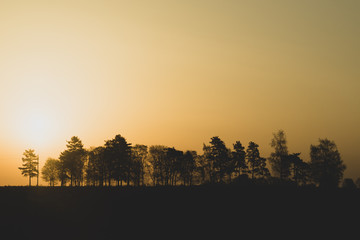 Silhouette of the trees at sunset. sun setting behind the forest