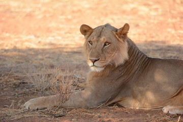 Young male lion in Kenya