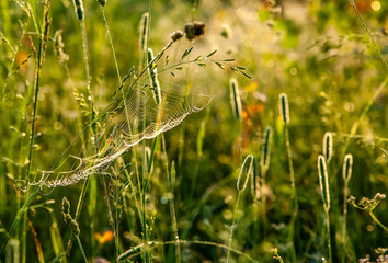 background spider web in morning dew drops on green grass. sun glare