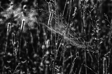 dark web in dewdrops in the morning. black spooky look of halloween background