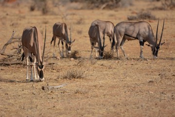 Fototapeta na wymiar Oryx in Kenya
