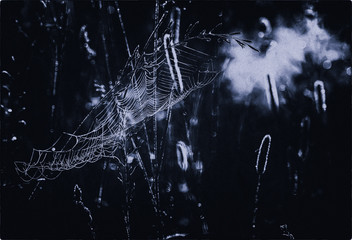 dark web in dewdrops in the morning. black spooky look of halloween background