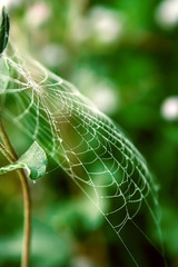 background spider web in morning dew drops on green grass. sun glare