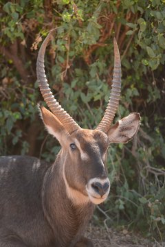 Waterback in Kenya